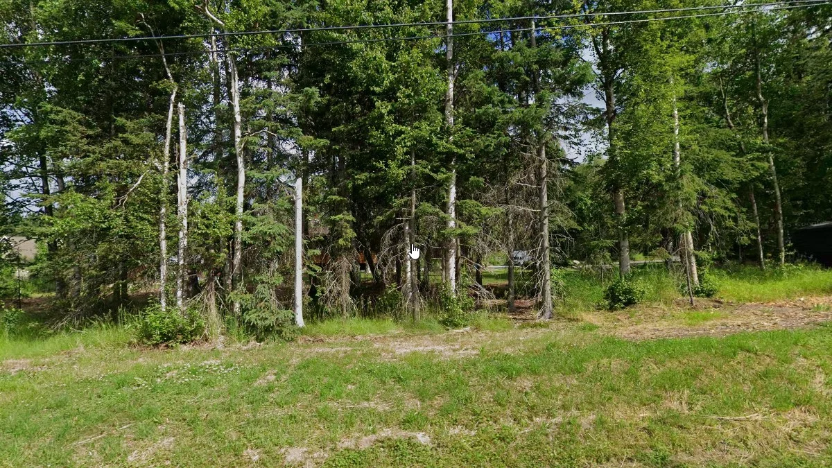 阿拉斯加白楊樹