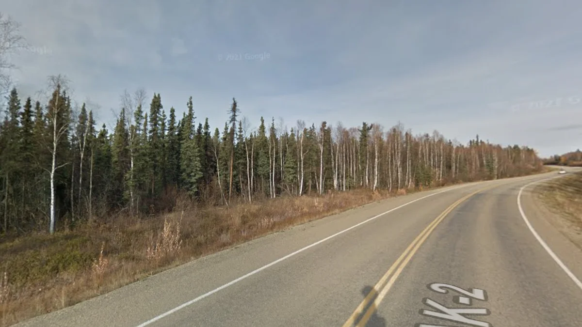 細瘦樹木與窄葉