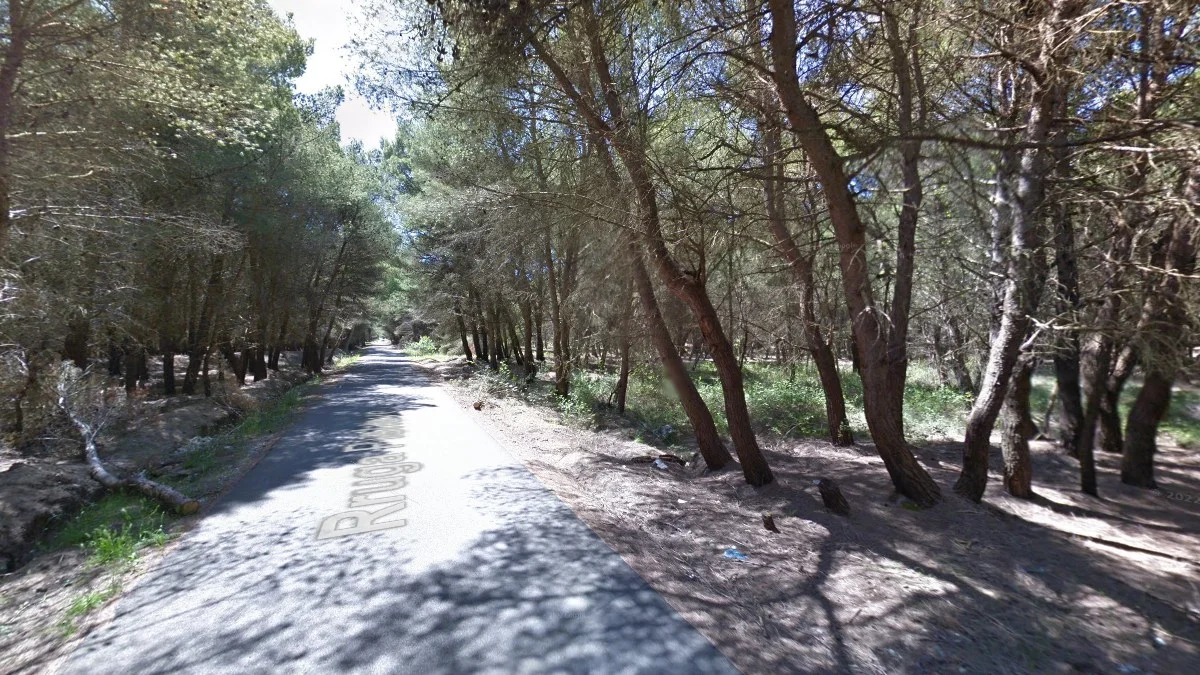 夫羅勒海岸松林