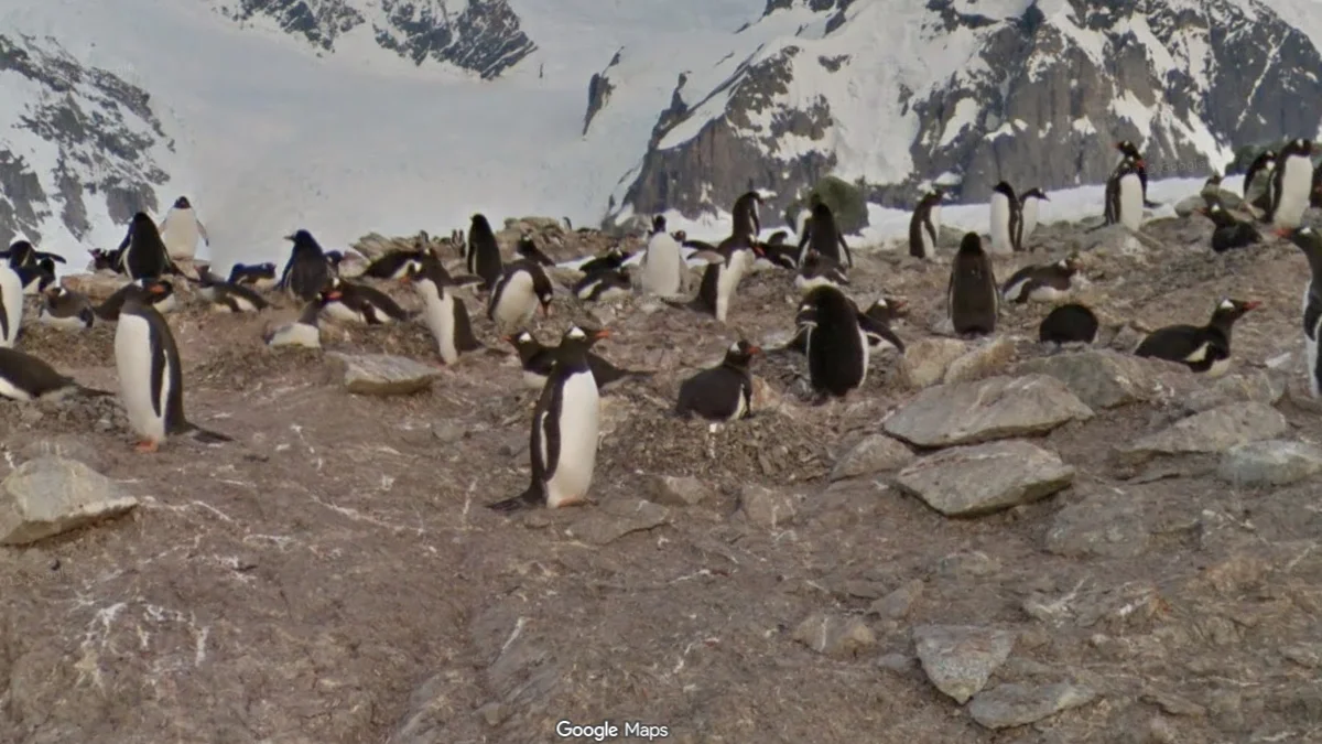 南極洲特徵：企鵝出沒