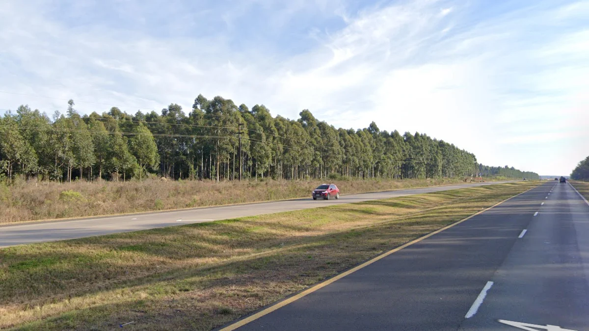 火地島山毛櫸林