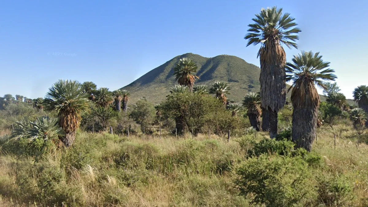 科爾多瓦卡蘭代棕櫚