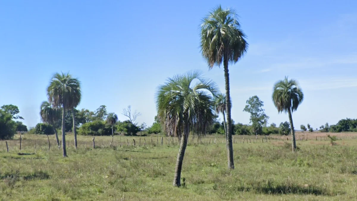 科連特斯Butia棕櫚