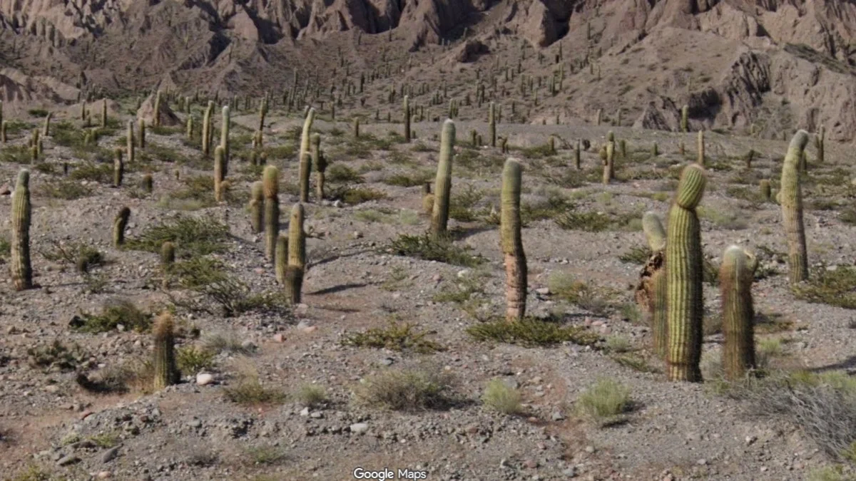 高山燭台仙人掌