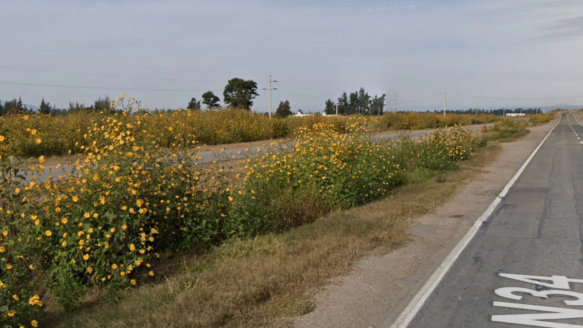 薩爾塔野生向日葵