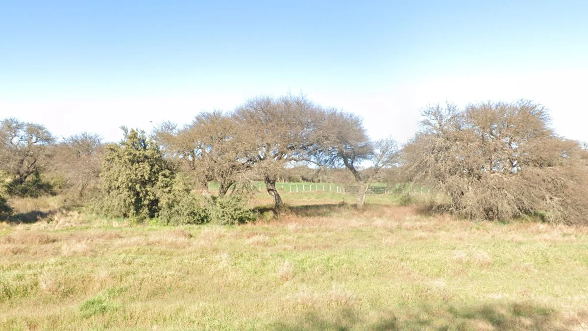 拉潘帕卡爾登樹