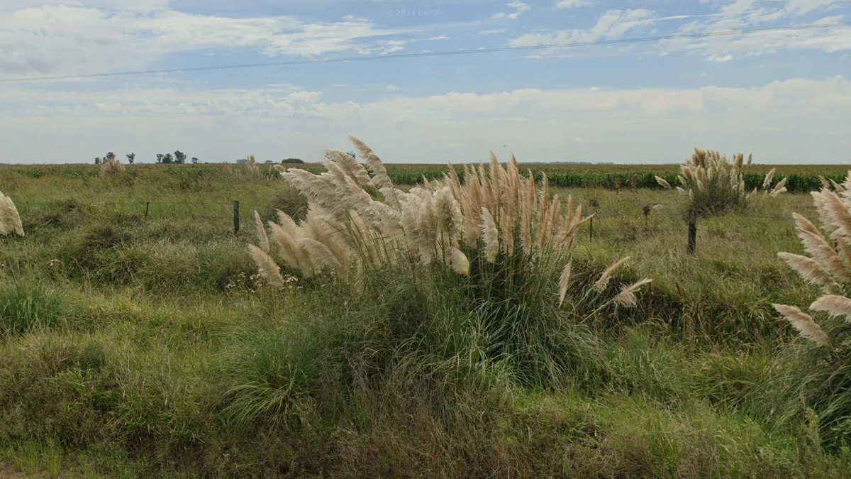 潘帕斯草白花頭