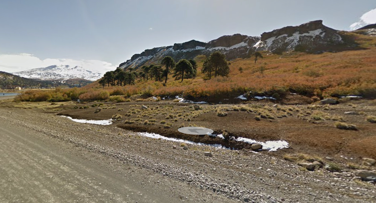 內烏肯智利南洋杉