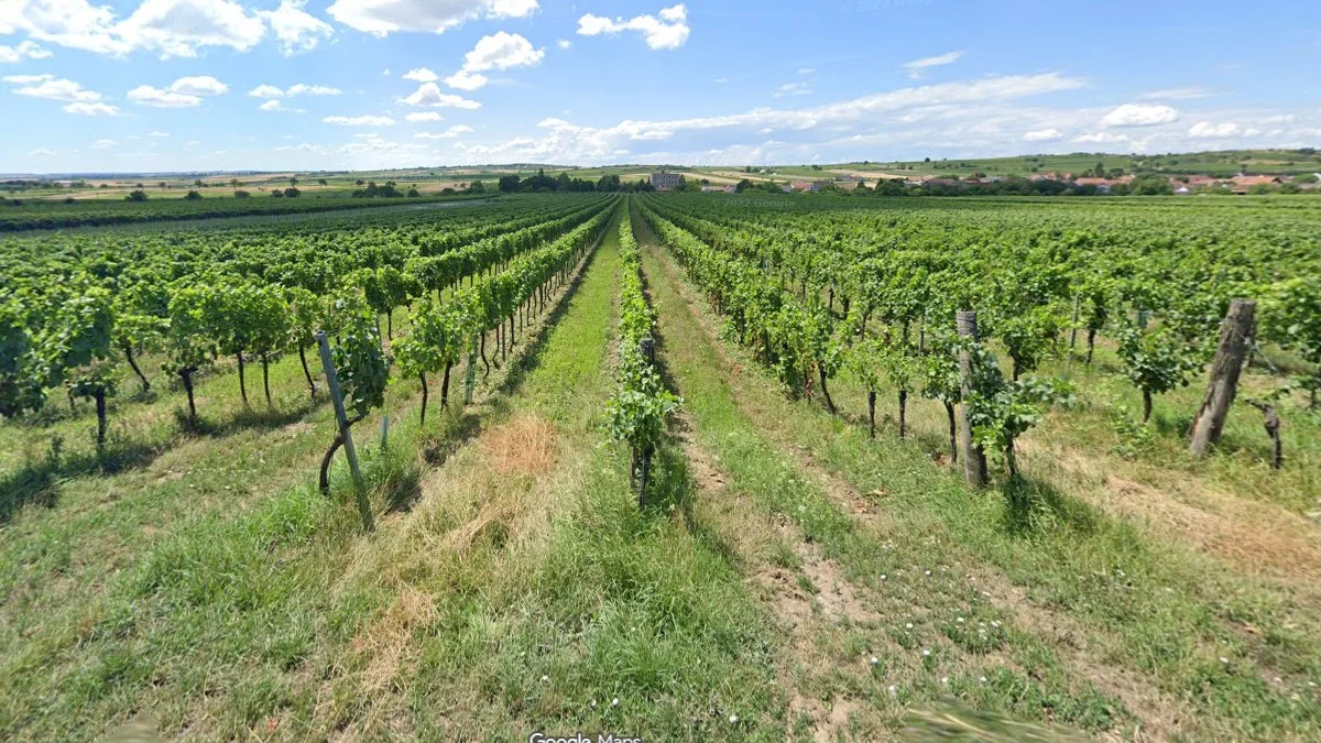 奧地利東部葡萄園