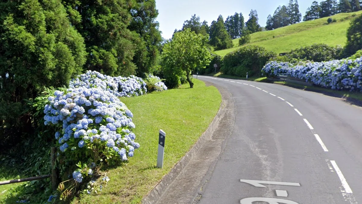 亞速群島常見繡球花