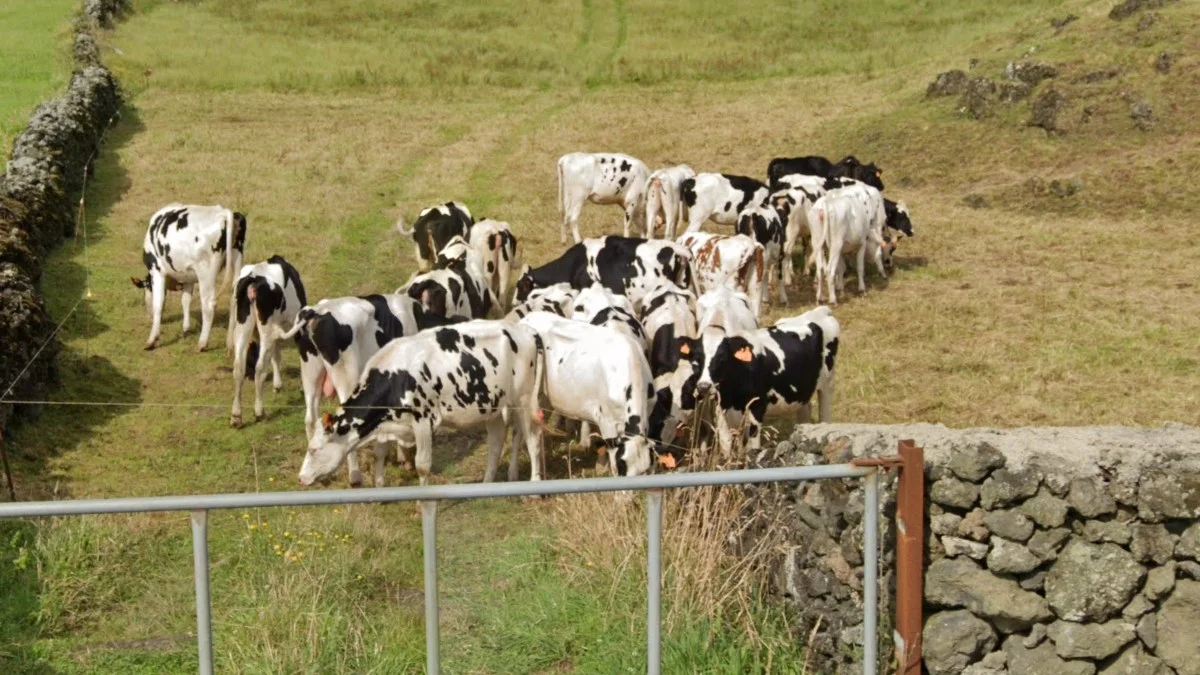 亞速群島常見黑白乳牛