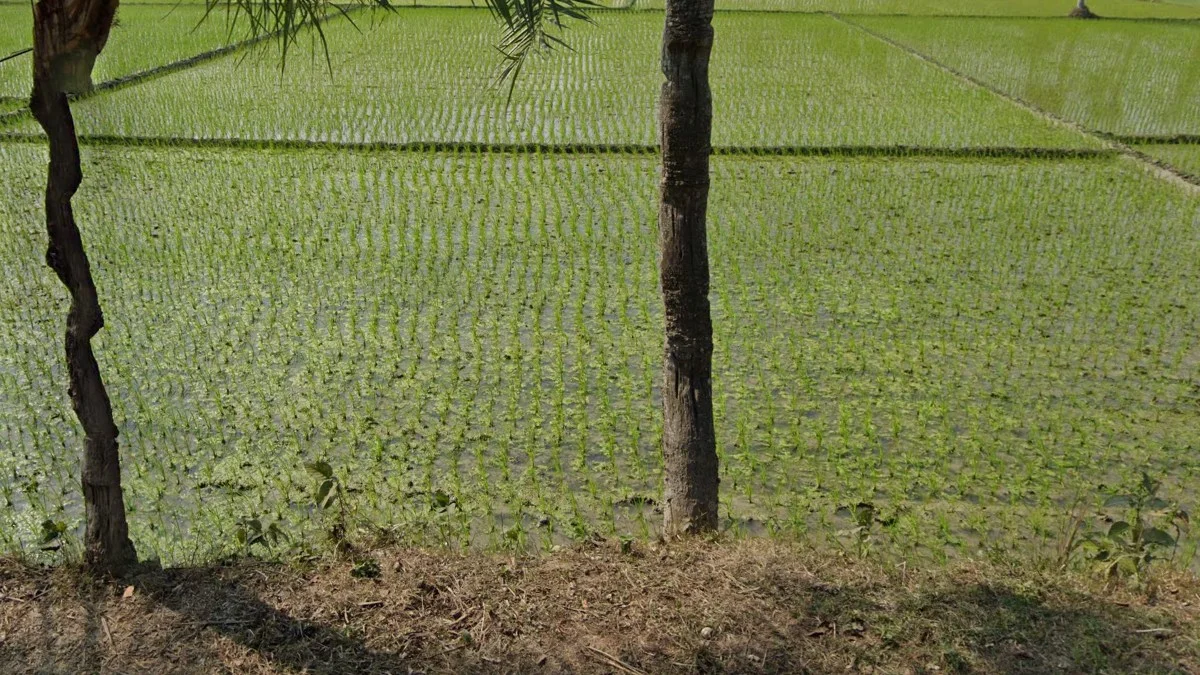 早期生長短綠稻米