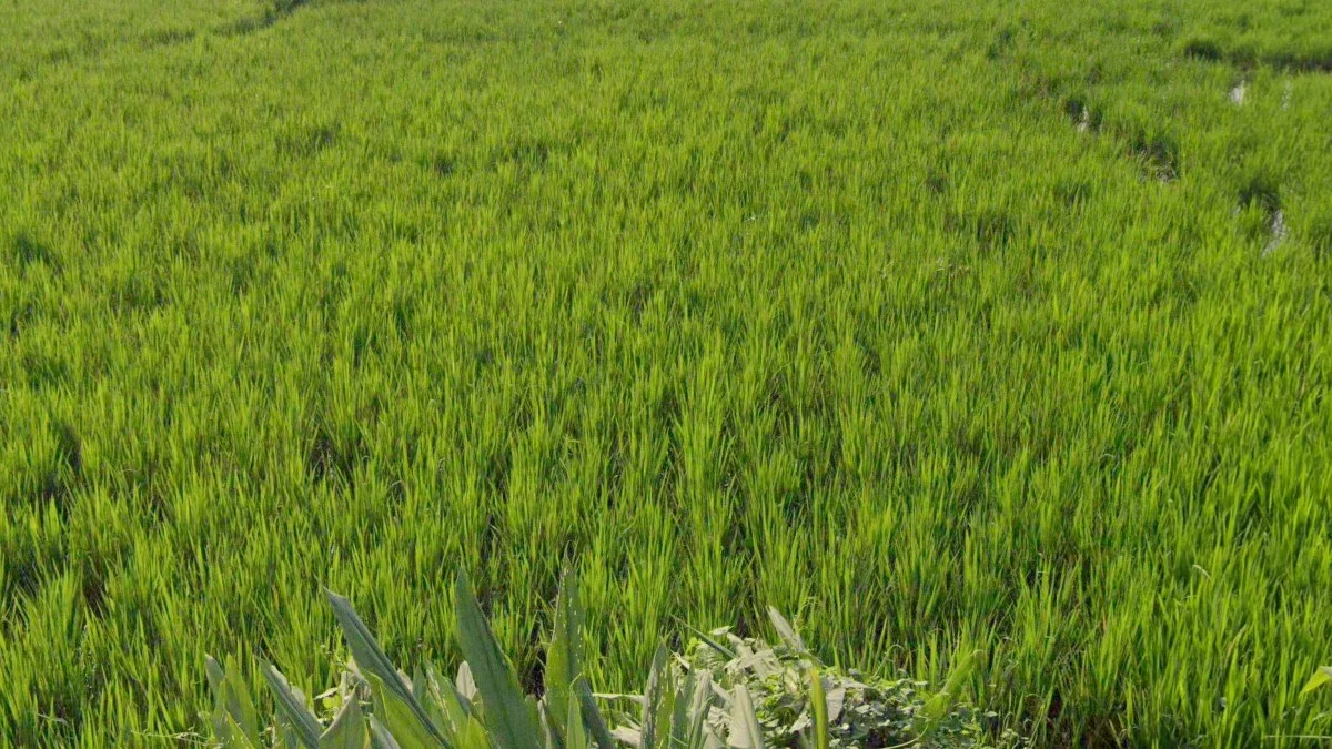 生長中綠色稻米