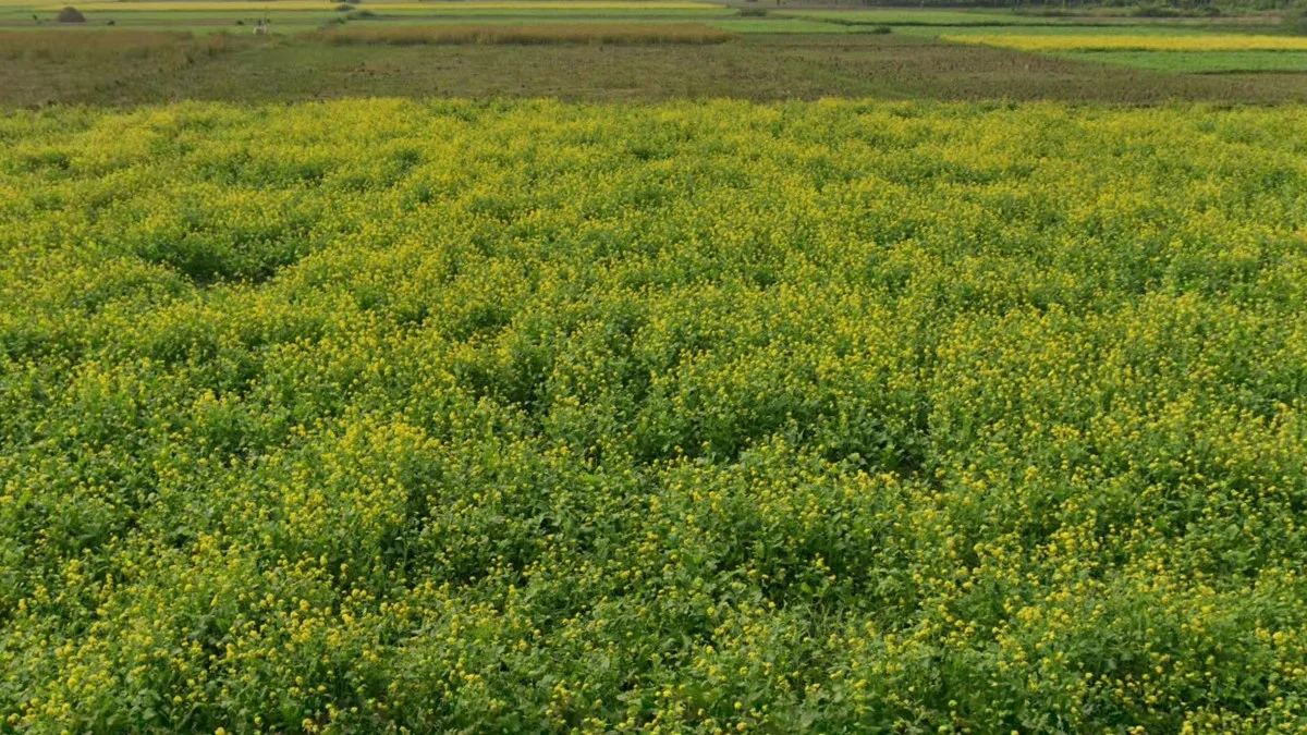 達卡北部油菜花田