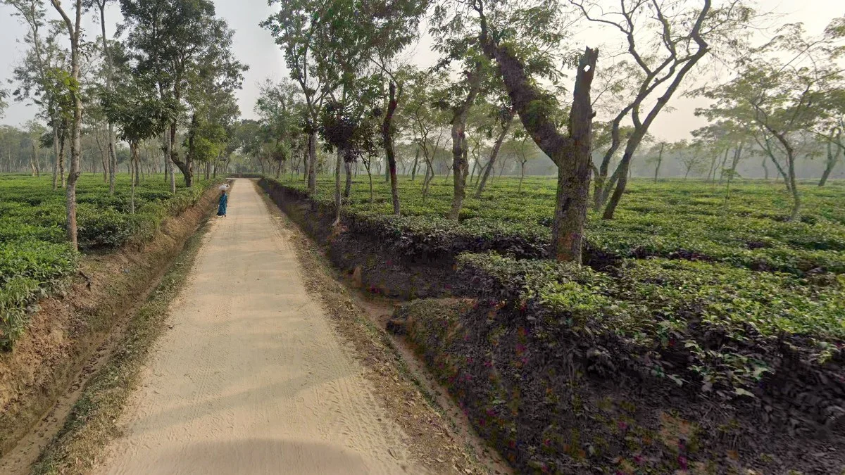 錫爾赫特茶葉產區