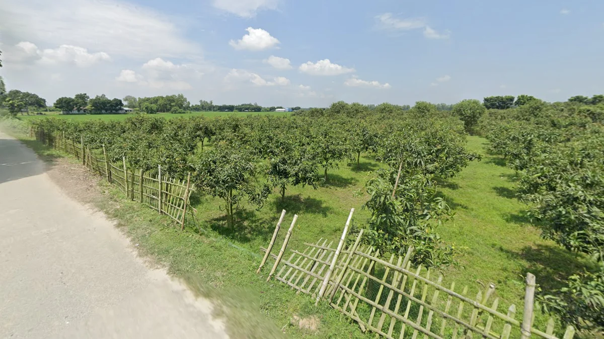 獨立果樹與果園