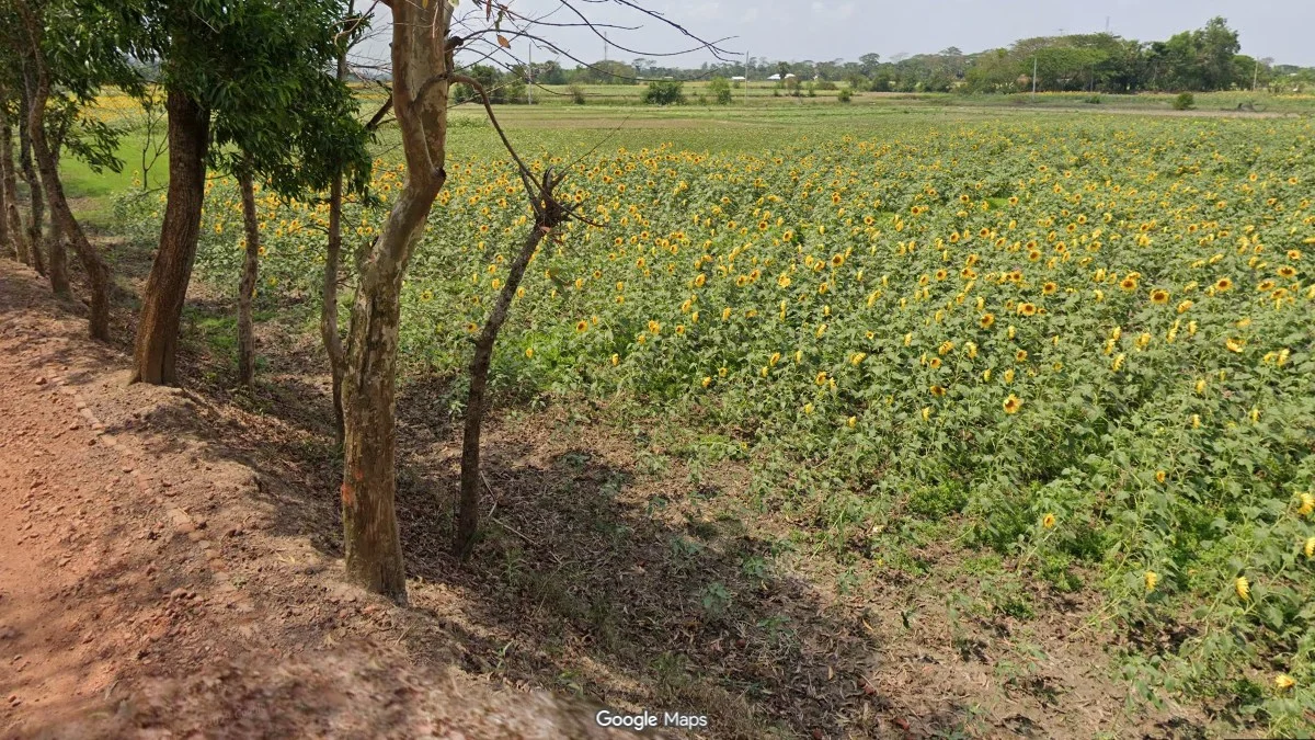 巴里薩爾向日葵田