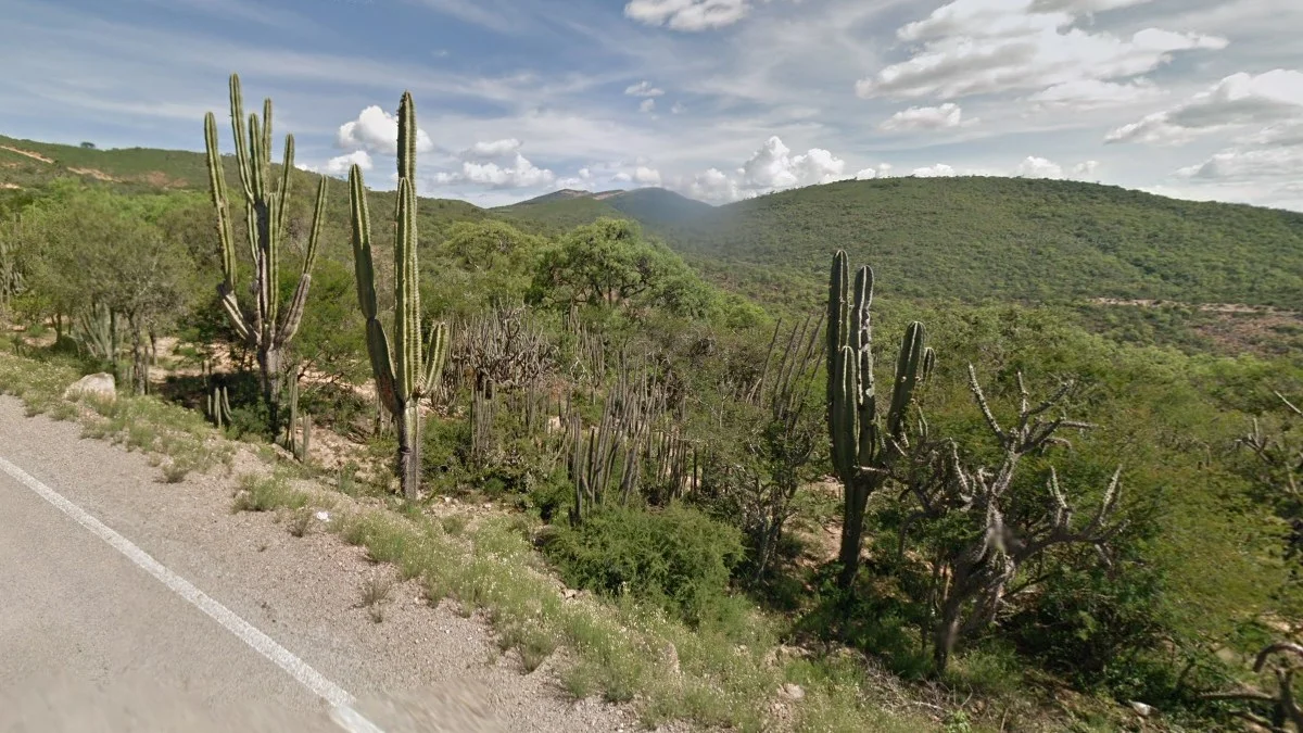 馬塔拉爾仙人掌與黃花