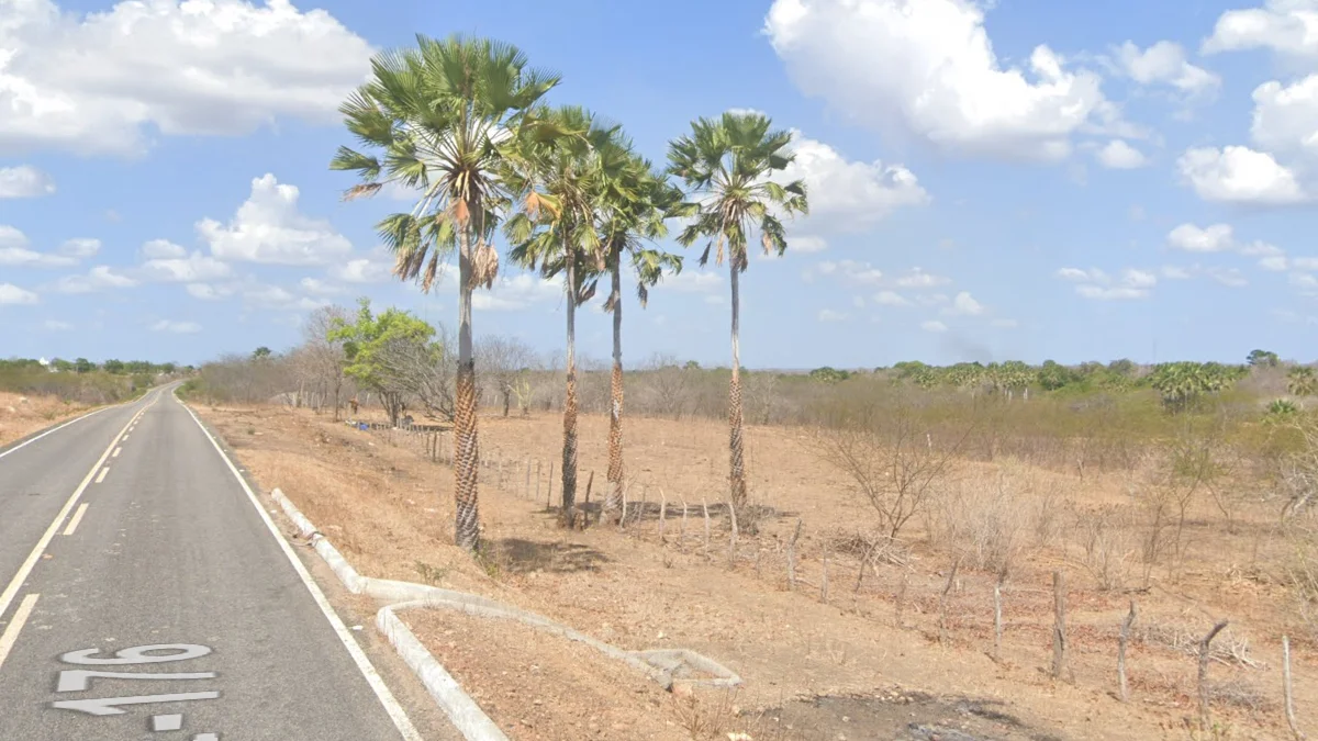 扇形葉卡爾瑙巴棕櫚