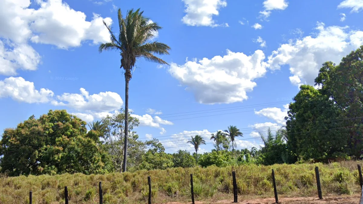 垂葉巴西莓棕櫚