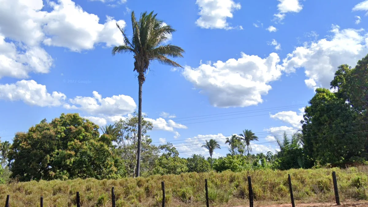 圓扇形莫里切棕櫚