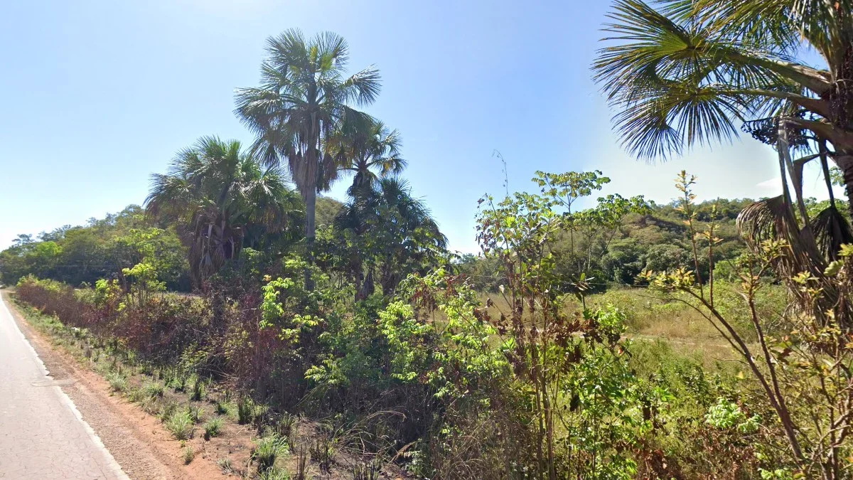 細葉金剛鸚鵡棕櫚