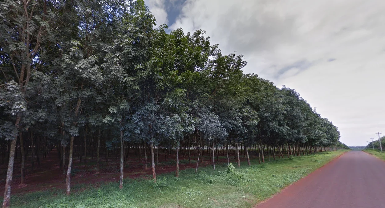 橡膠樹種植園分佈