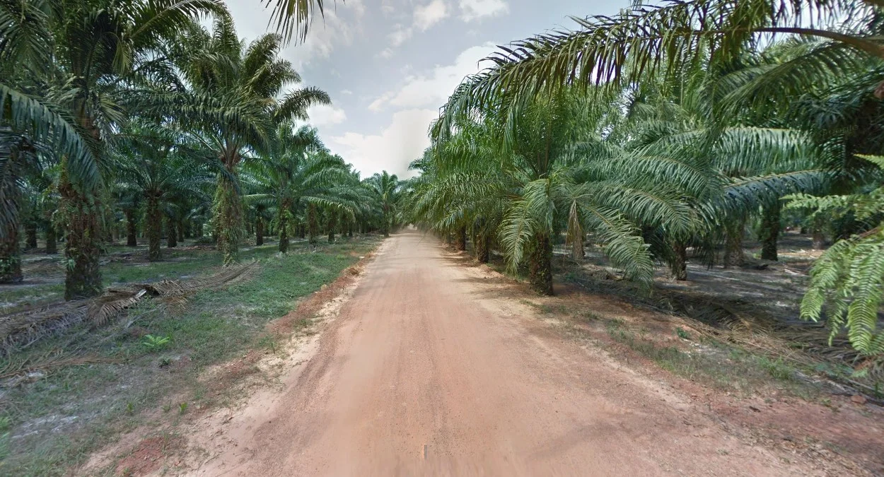 4號公路油棕種植園