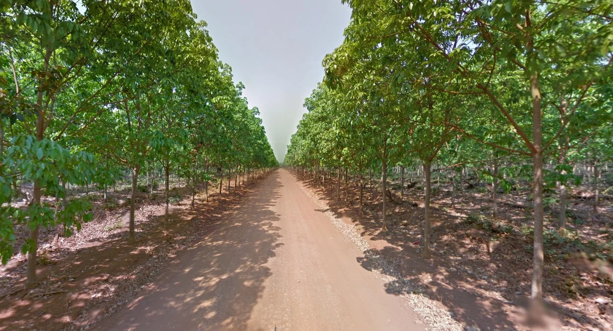 佩奇斯雷達橡膠園