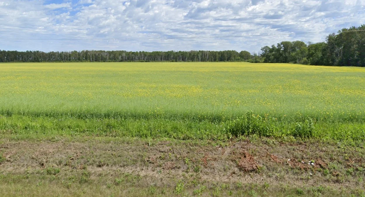 加拿大中部南部油菜花田