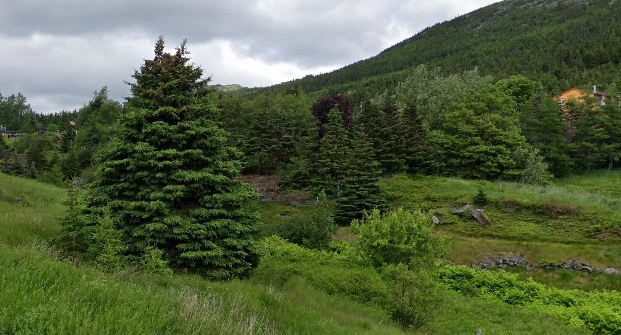 紐芬蘭省香脂冷杉樹