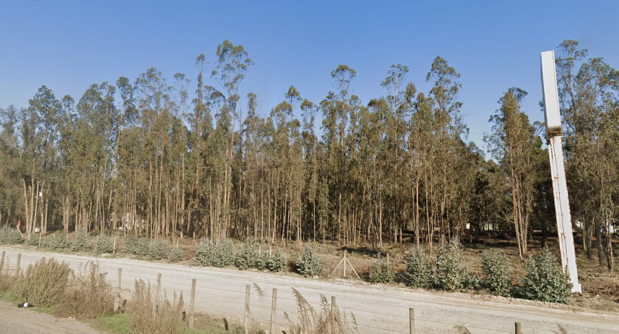 瓦爾帕萊索桉樹林