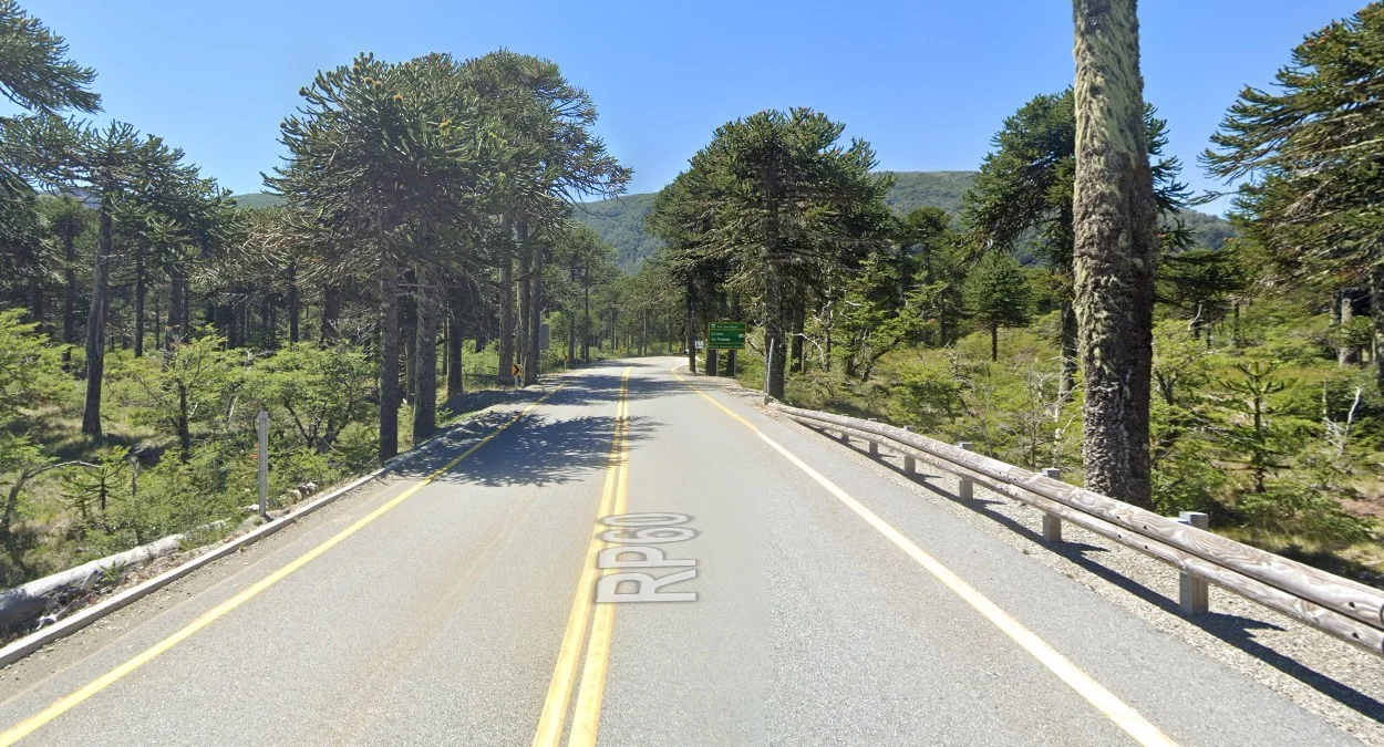 阿勞卡尼亞猴迷樹