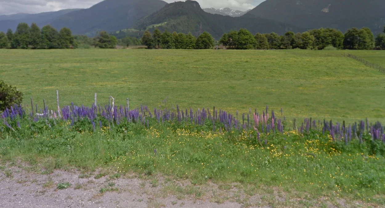 Ruta 240紫色花朵