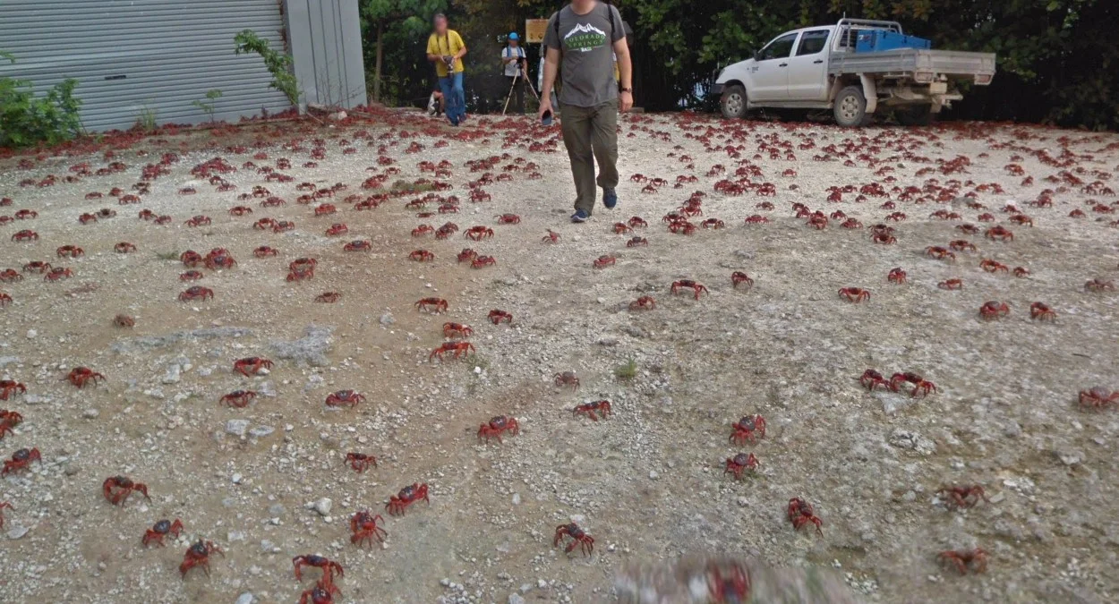 聖誕島紅蟹蹤跡