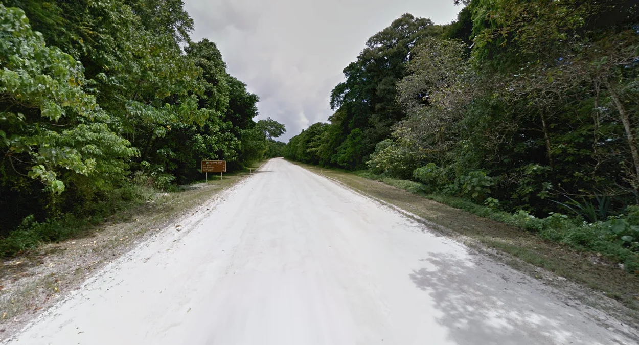 茂密熱帶森林景觀