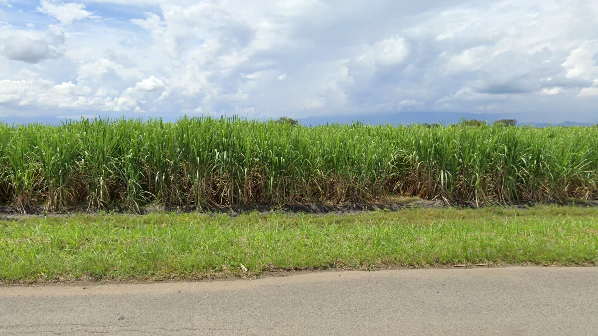 考卡河沿岸甘蔗種植區