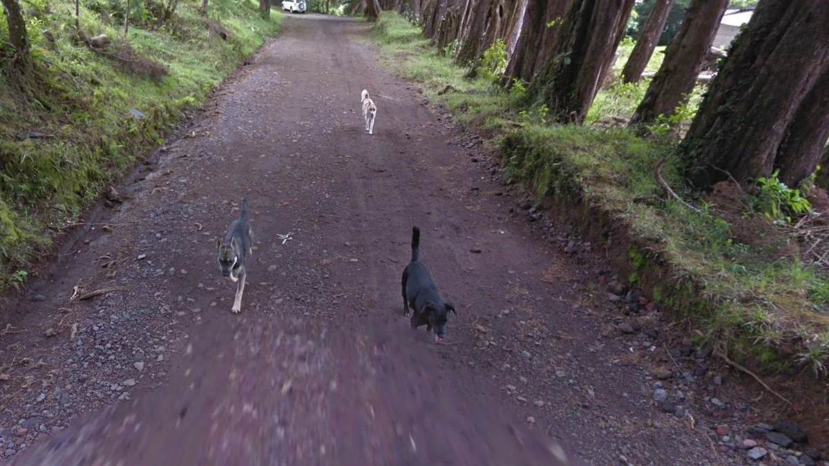 三隻狗跟隨Trekker