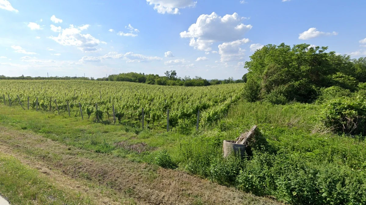 伊洛克周邊葡萄園