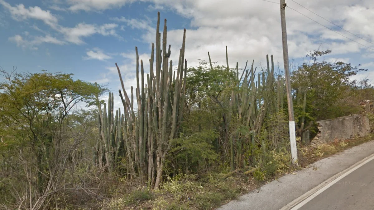 半乾旱氣候下常見仙人掌