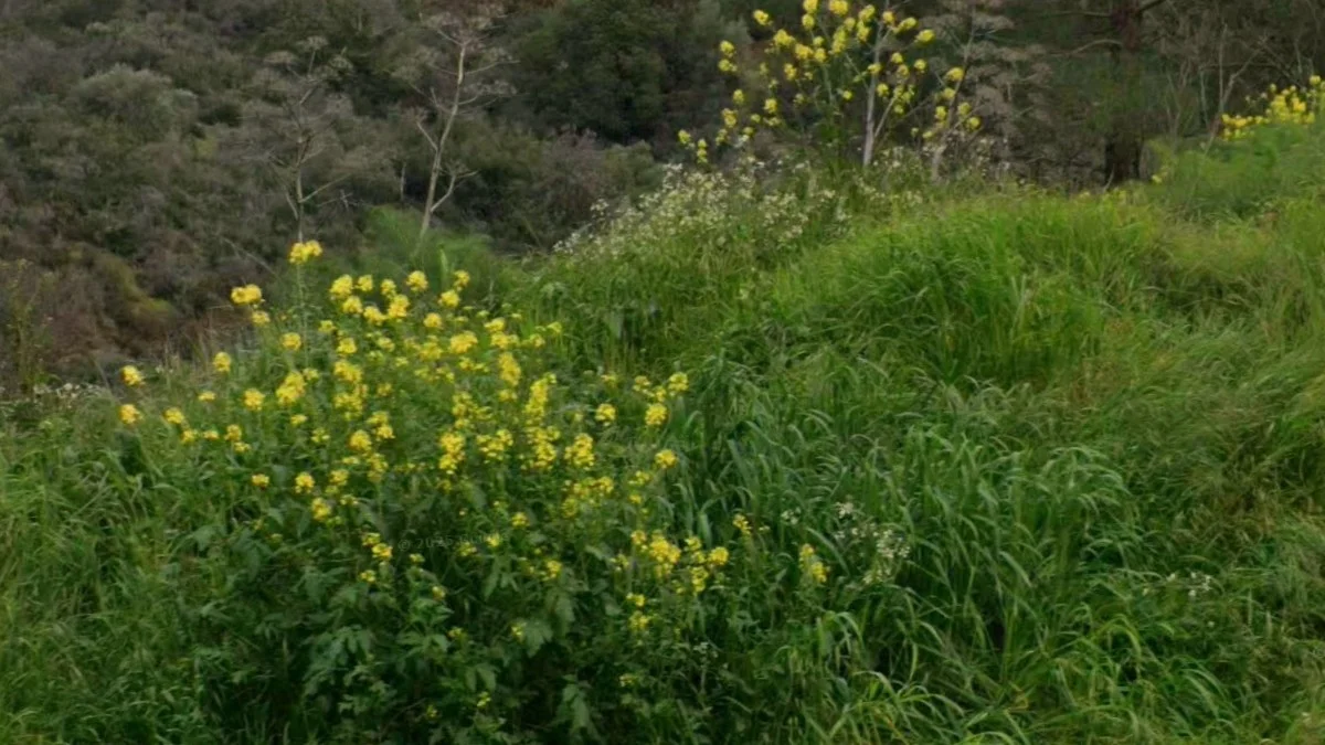 東半部常見野芥菜黃花叢