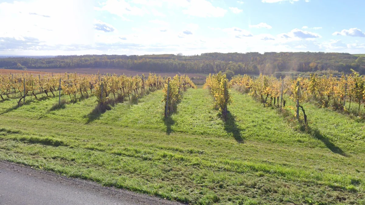 摩拉維亞葡萄酒產區