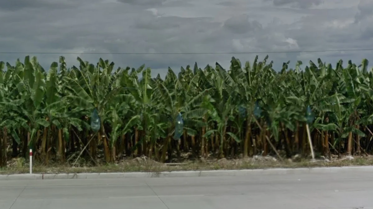 西南部常見香蕉種植園