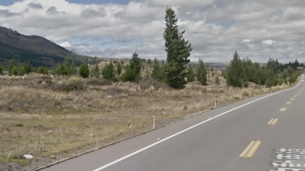 欽博拉索省半乾旱與松樹