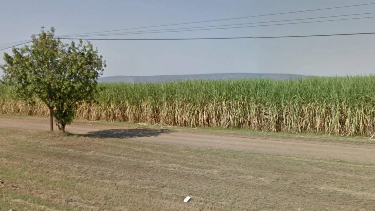 東部邊界甘蔗田