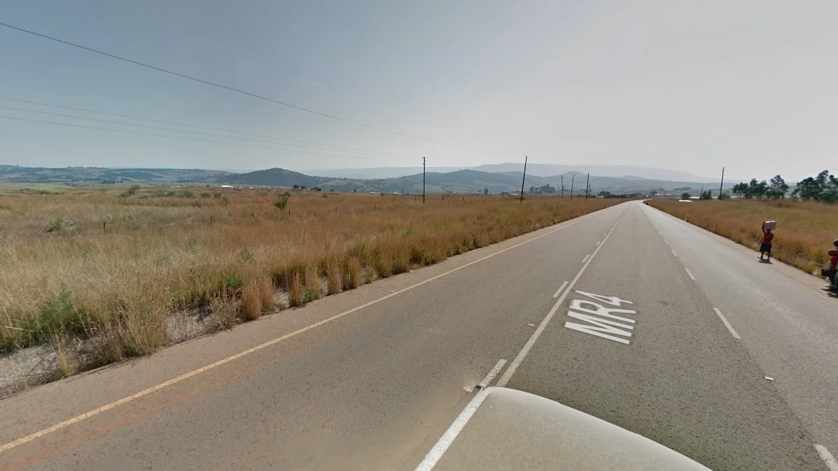 西部高山金黃長草