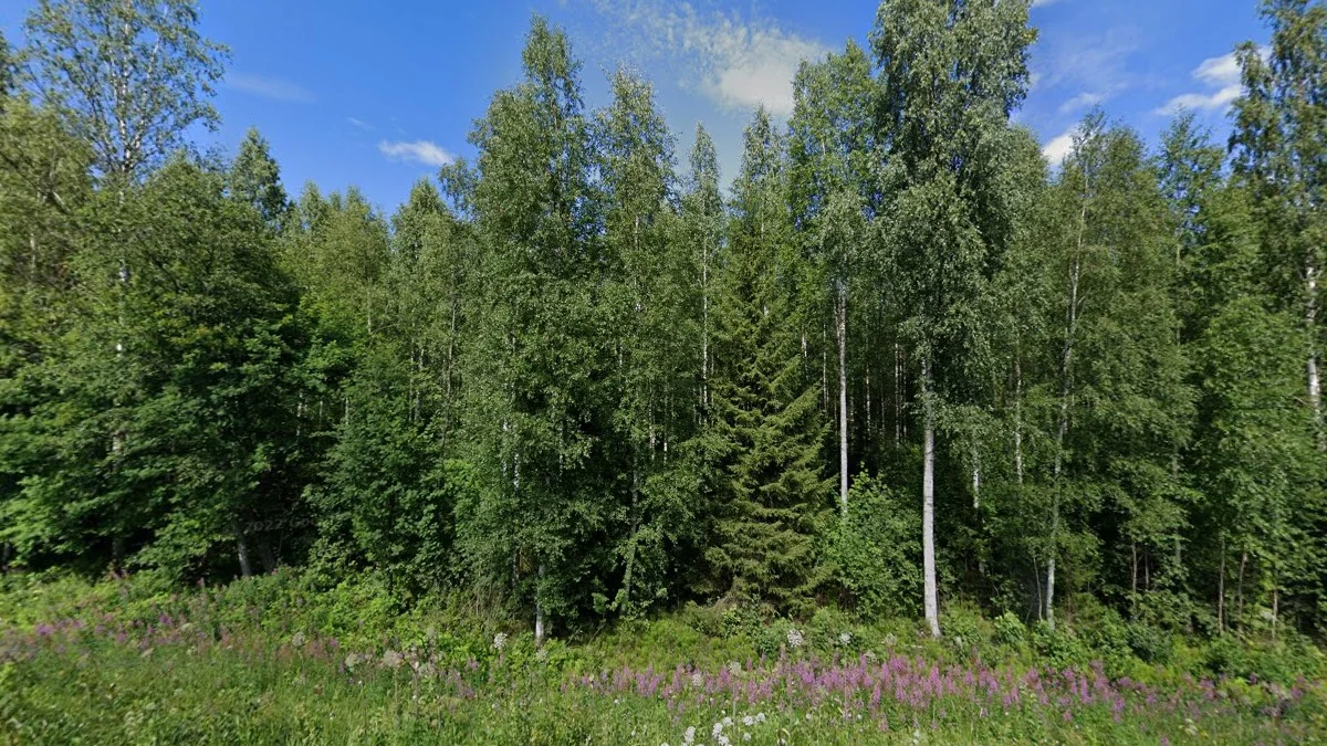 茂密北方森林與樺樹