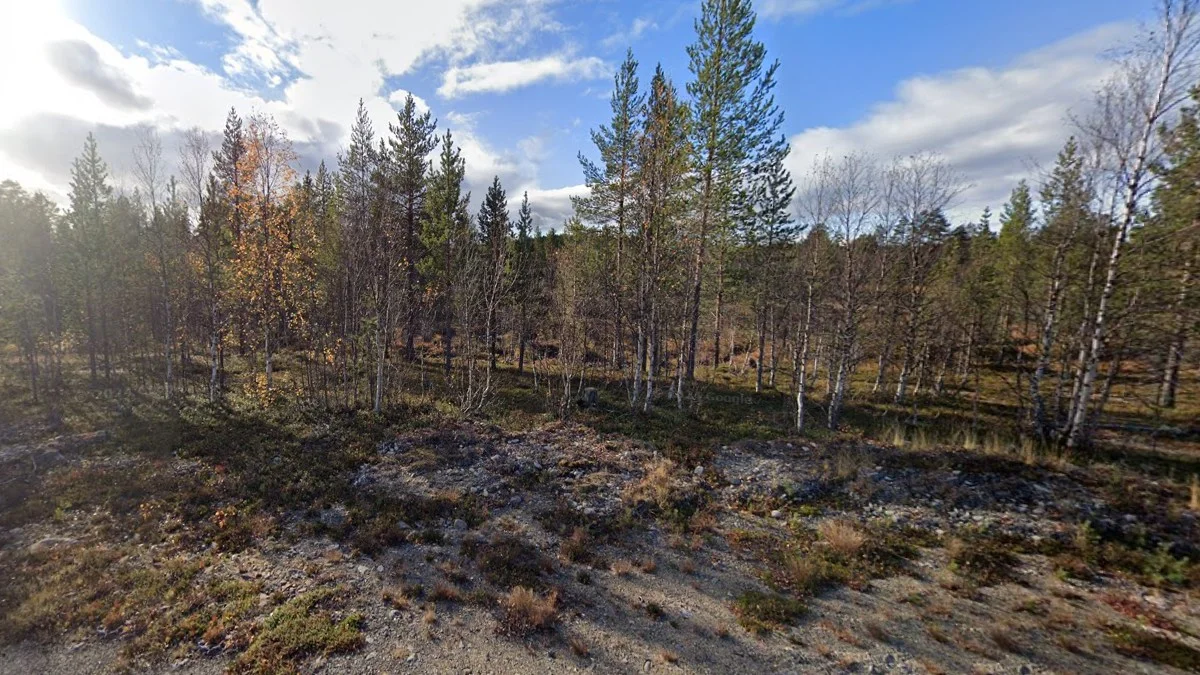 芬蘭北部矮小樹木