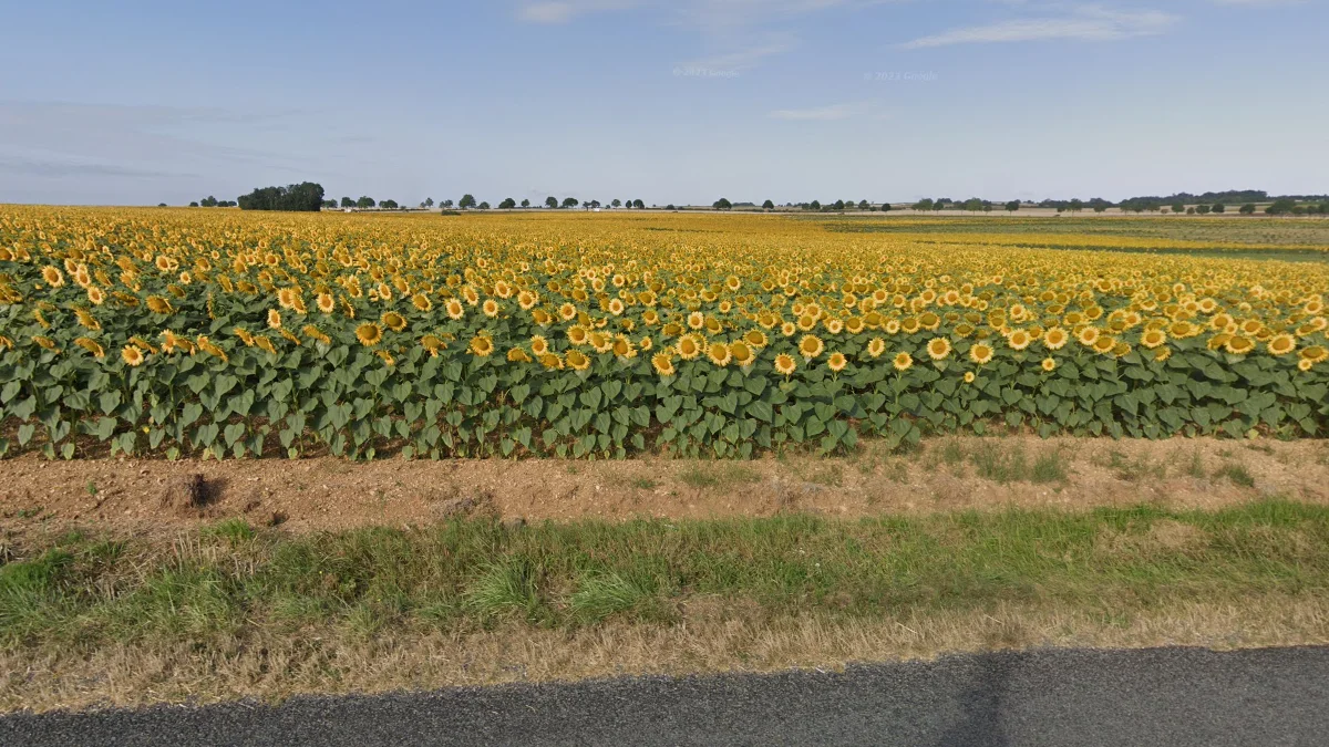 西南部向日葵田