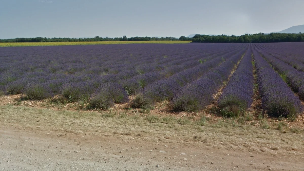 東南部薰衣草田